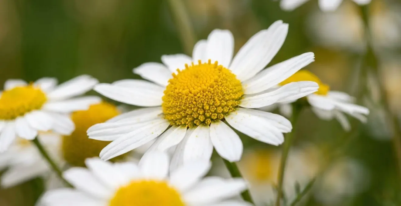 Fleurs de camomille entières montrant les capitules floraux riches en principes actifs